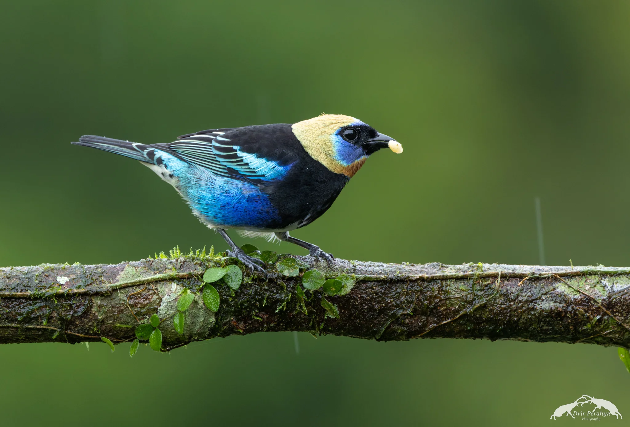 Costa Rica Wildlife